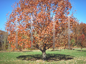 Picture of Quercus montana 