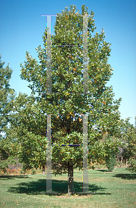 Picture of Quercus robur 