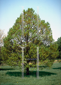 Picture of Quercus robur 