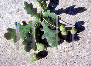 Picture of Quercus robur 'Fastigiata'