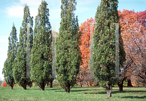Picture of Quercus robur 'Fastigiata'
