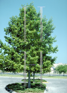 Picture of Quercus shumardii 