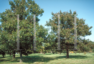 Picture of Quercus texana 