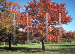 Picture of Quercus texana 