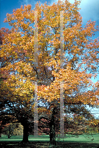 Picture of Quercus velutina 