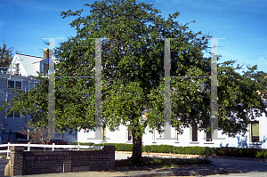 Picture of Quercus virginiana 