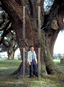 Picture of Quercus virginiana 