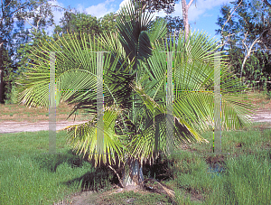 Picture of Ravenea rivularis 