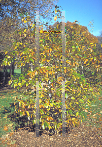 Picture of Rhamnus carolinianus 