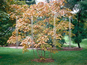 Picture of Rhus chinensis 