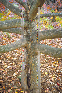 Picture of Rhus chinensis 