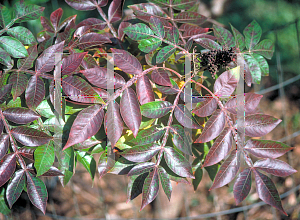 Picture of Rhus copallina 