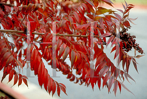 Picture of Rhus copallina 