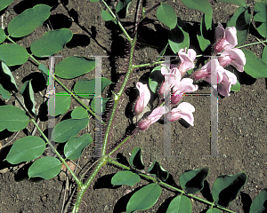 Picture of Robinia pseudoacacia 