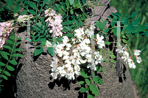 Picture of Robinia pseudoacacia 