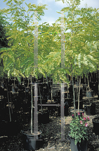 Picture of Robinia pseudoacacia 'Frisia'