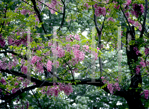 Picture of Robinia pseudoacacia 'Purple Robe'