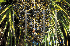 Picture of Sabal palmetto 