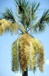 Picture of Sabal palmetto 