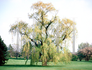 Picture of Salix babylonica 