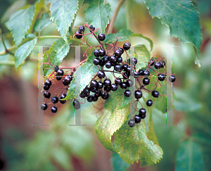 Picture of Sambucus canadensis 