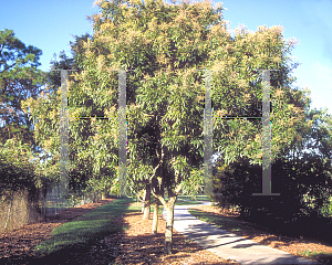 Picture of Sapindus saponaria 