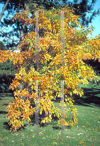 Picture of Sassafras albidum 