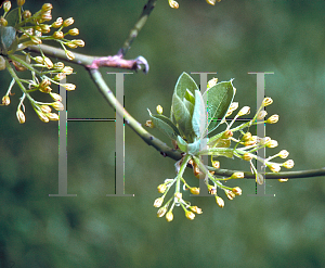 Picture of Sassafras albidum 