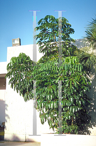 Picture of Schefflera actinophylla 