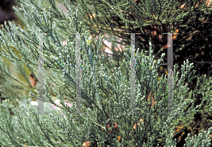 Picture of Sequoiadendron giganteum 