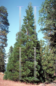 Picture of Sequoiadendron giganteum 