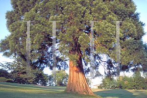 Picture of Sequoiadendron giganteum 