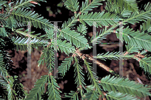 Picture of Sequoia sempervirens 