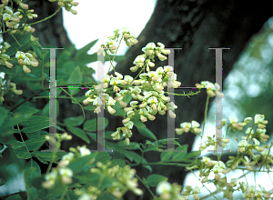 Picture of Sophora japonica 