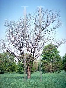 Picture of Sophora japonica 