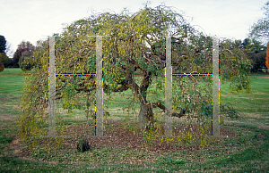 Picture of Sophora japonica 'Pendula'