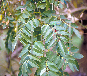 Picture of Sophora japonica 'Pendula'