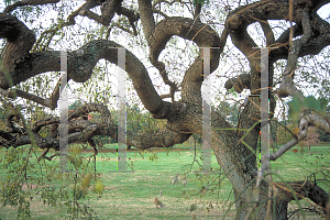 Picture of Sophora japonica 'Pendula'