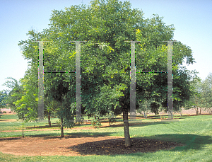 Picture of Sophora japonica 'Regent'