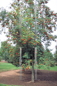 Picture of Sorbus aucuparia 