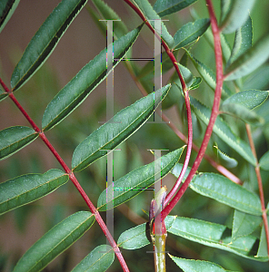 Picture of Sorbus aucuparia 