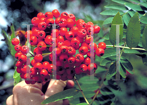 Picture of Sorbus aucuparia 