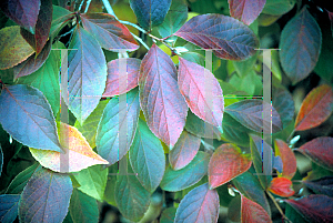 Picture of Stewartia ptero-petiolata var. koreana 