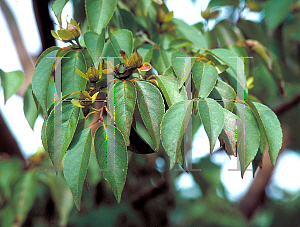 Picture of Stewartia monadelpha 