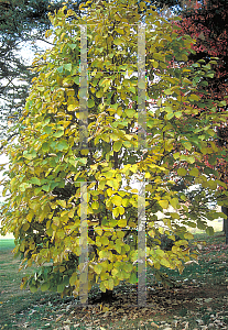 Picture of Styrax obassia 