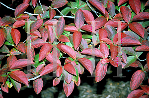 Picture of Stewartia pseudocamellia 