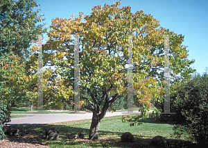 Picture of Syringa reticulata 