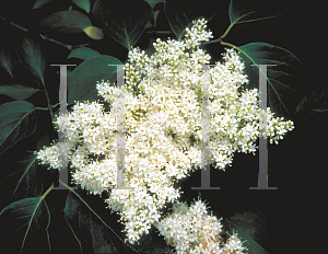 Picture of Syringa reticulata 