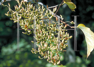 Picture of Syringa reticulata 