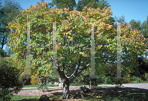 Picture of Syringa reticulata 